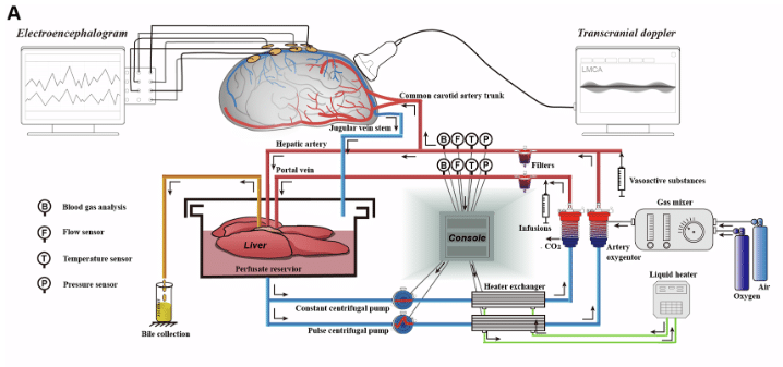 cochons cerveau