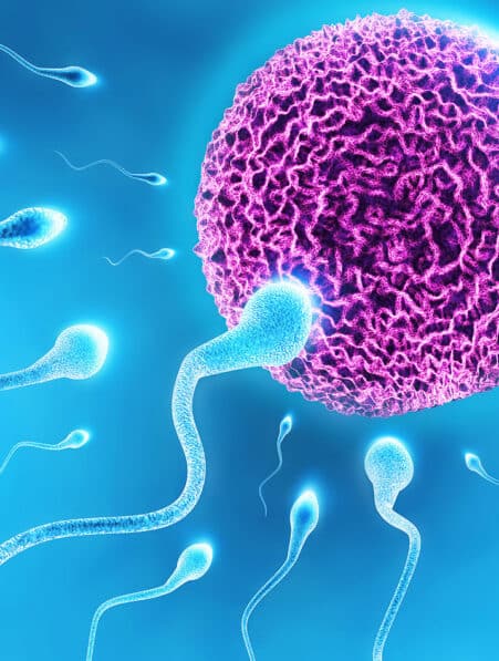 connexion ovule spermatozoide IA couv