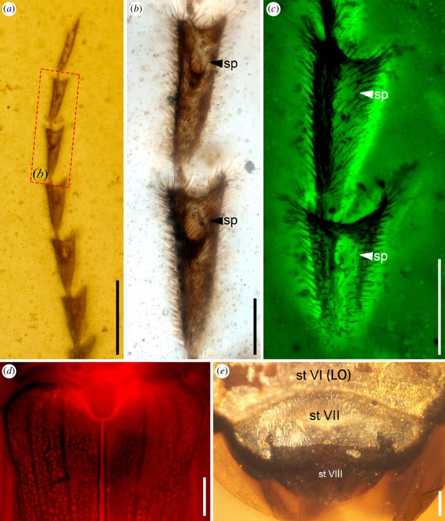 fossile luciole