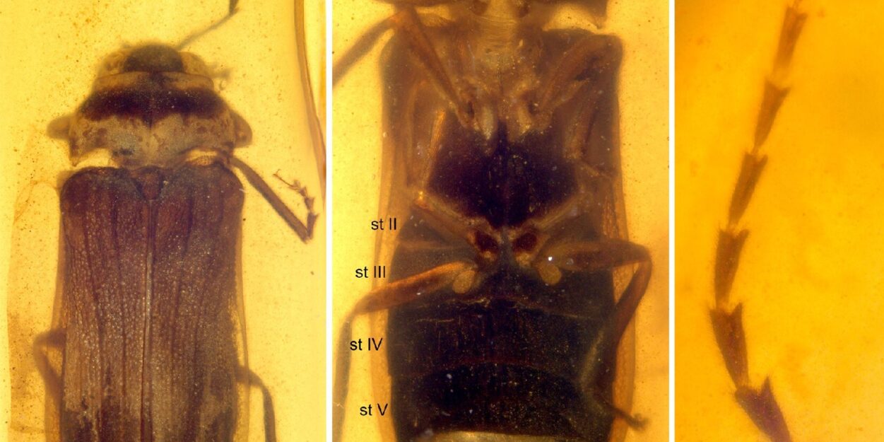 fossile luciole dinosaures couv