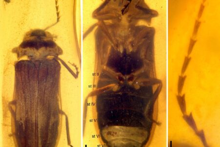 fossile luciole dinosaures couv