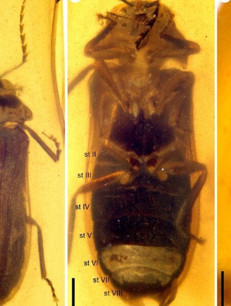 fossile luciole dinosaures couv