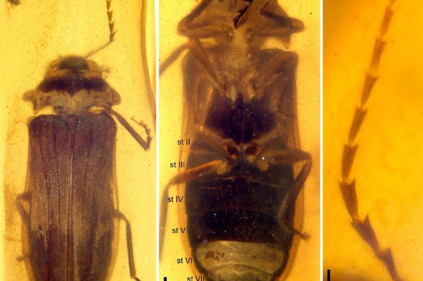 fossile luciole dinosaures couv