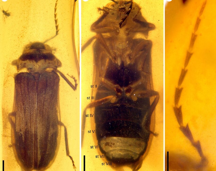 fossile luciole dinosaures couv