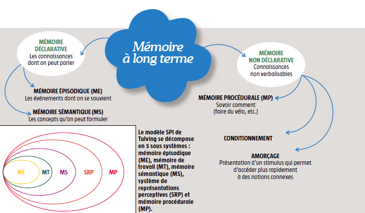 memoire cerveau