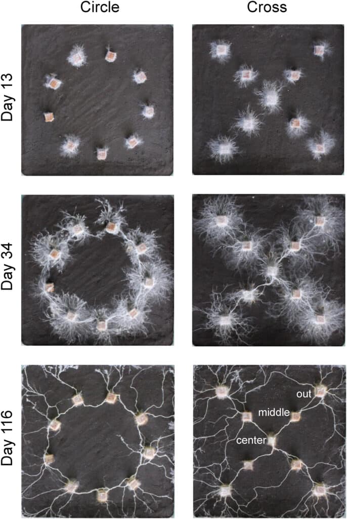 mycelium champignon