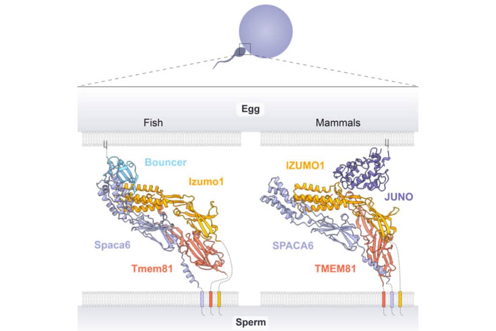 ovule spermatozoide