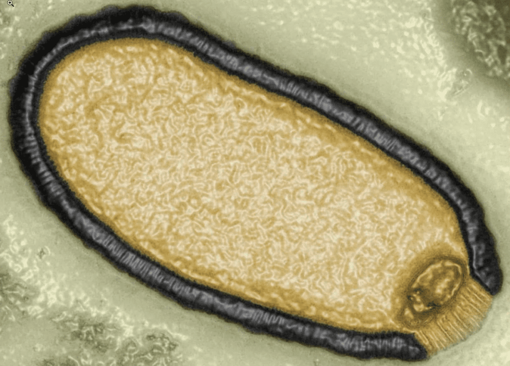 pandoravirus