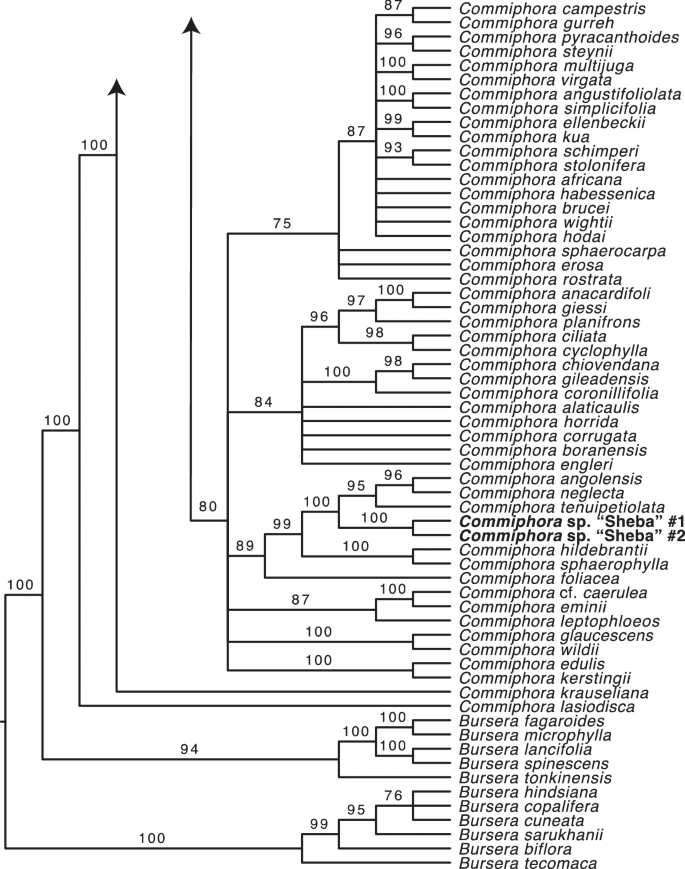 phylogenetique tsori