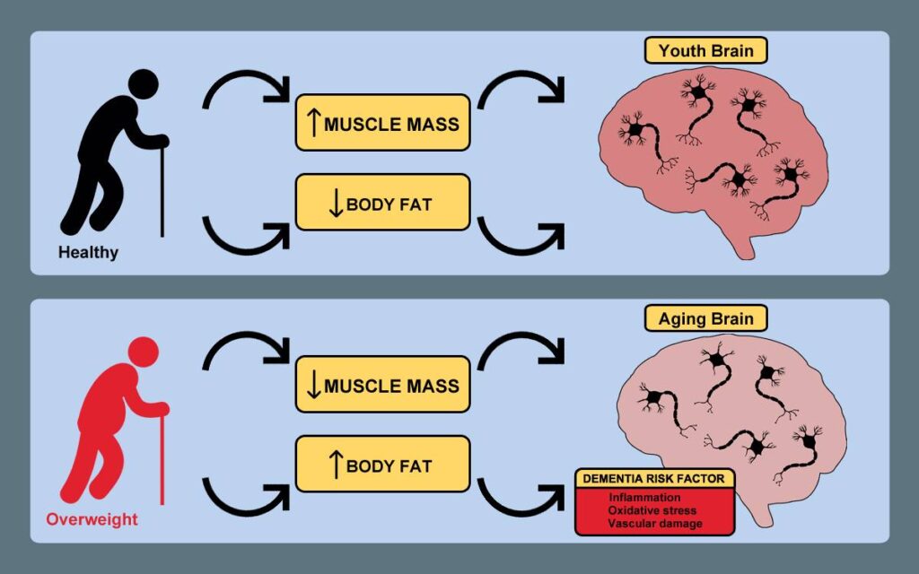 surpoids viellissement cerebral