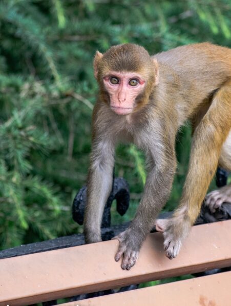 13 des 43 macaques rhésus qui se sont échappés du centre de recherche en Caroline du Sud sont toujours en cavale
