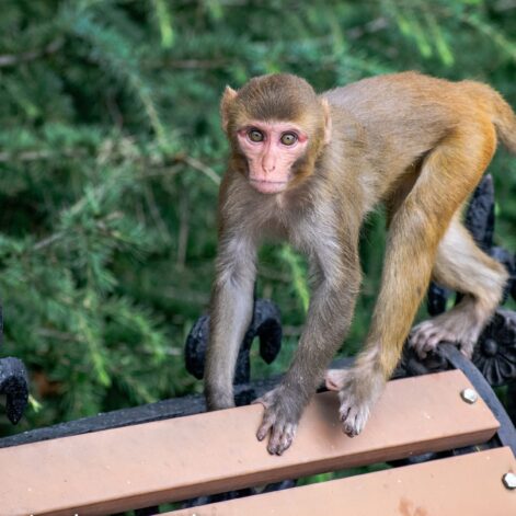 13 des 43 macaques rhésus qui se sont échappés du centre de recherche en Caroline du Sud sont toujours en cavale