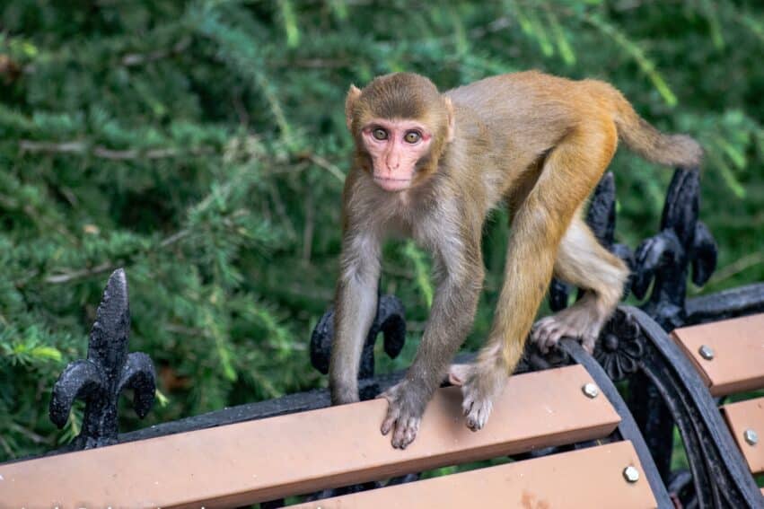 13 des 43 macaques rhésus qui se sont échappés du centre de recherche en Caroline du Sud sont toujours en cavale