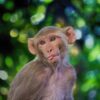 43 macaques rhésus se sont échappés d un centre de recherche en Caroline du Sud