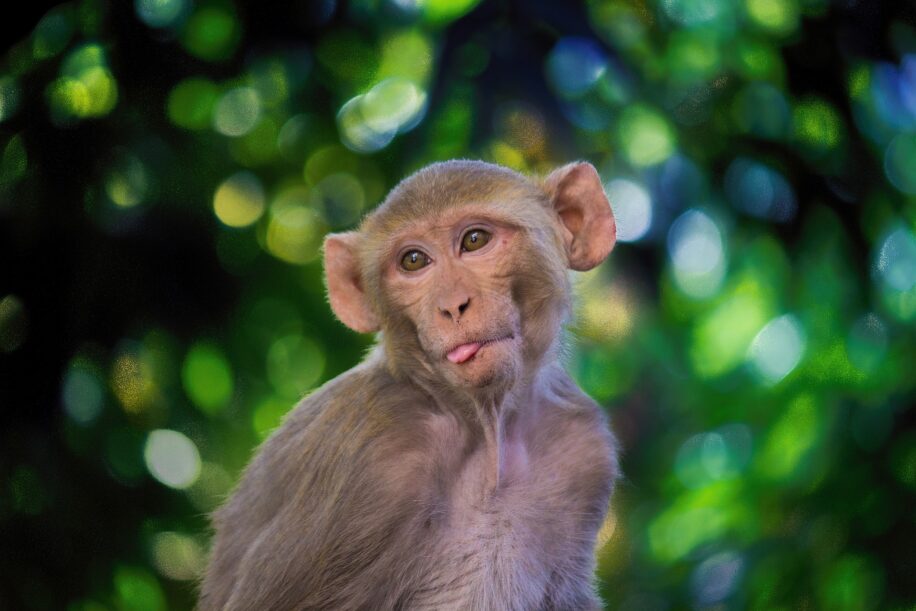 43 macaques rhésus se sont échappés d un centre de recherche en Caroline du Sud