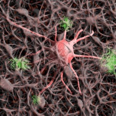 Des chercheurs découvrent enfin comment les neurones contrôlent le cerveau