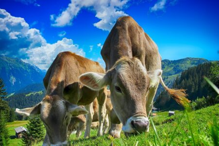 La réduction modérée de la production de viande bovine dans les pays riches contribuerait à la lutte contre le changement climatique suggère une étude