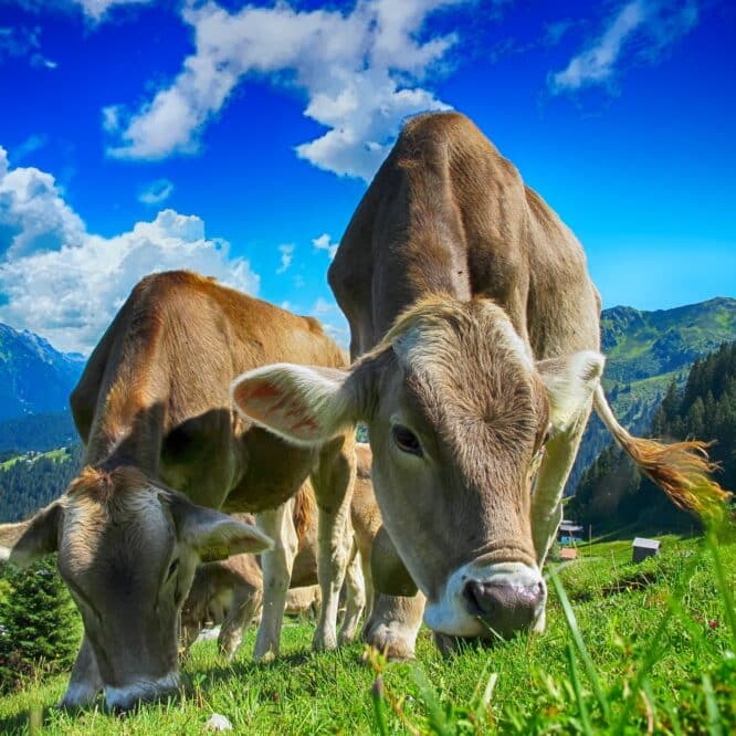 La réduction modérée de la production de viande bovine dans les pays riches contribuerait à la lutte contre le changement climatique suggère une étude