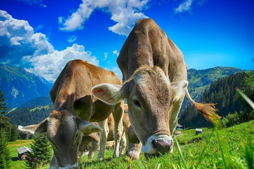 La réduction modérée de la production de viande bovine dans les pays riches contribuerait à la lutte contre le changement climatique suggère une étude