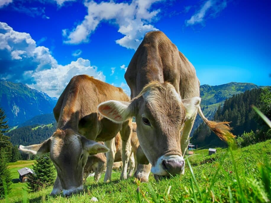 La réduction modérée de la production de viande bovine dans les pays riches contribuerait à la lutte contre le changement climatique suggère une étude