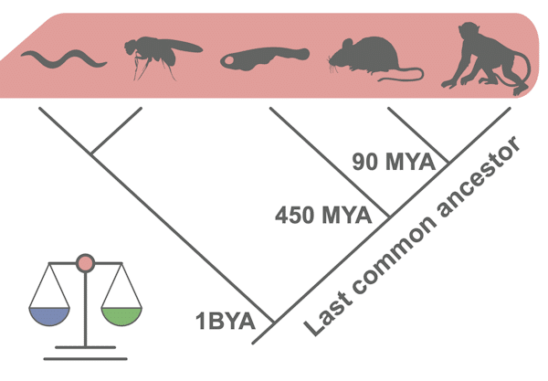 arbre évolutif des espèces analysées dans l'étude