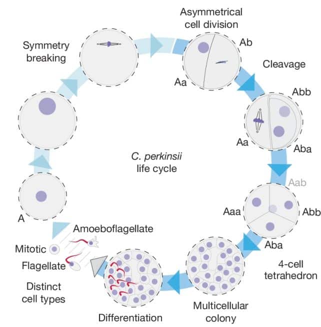 c perkinsii cycle