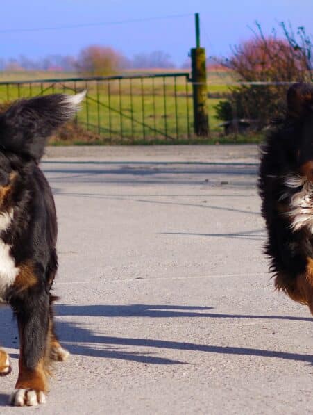 clone animaux compagnie