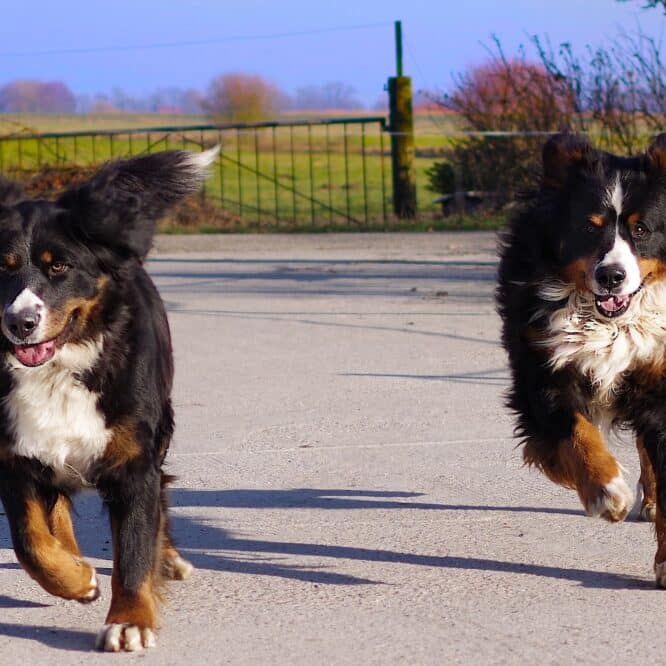 clone animaux compagnie