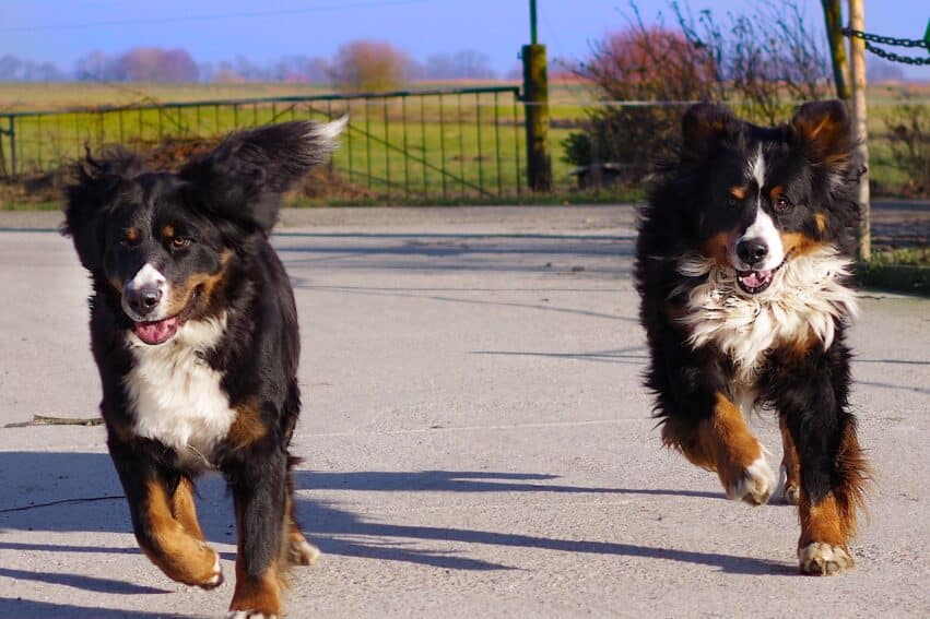 clone animaux compagnie