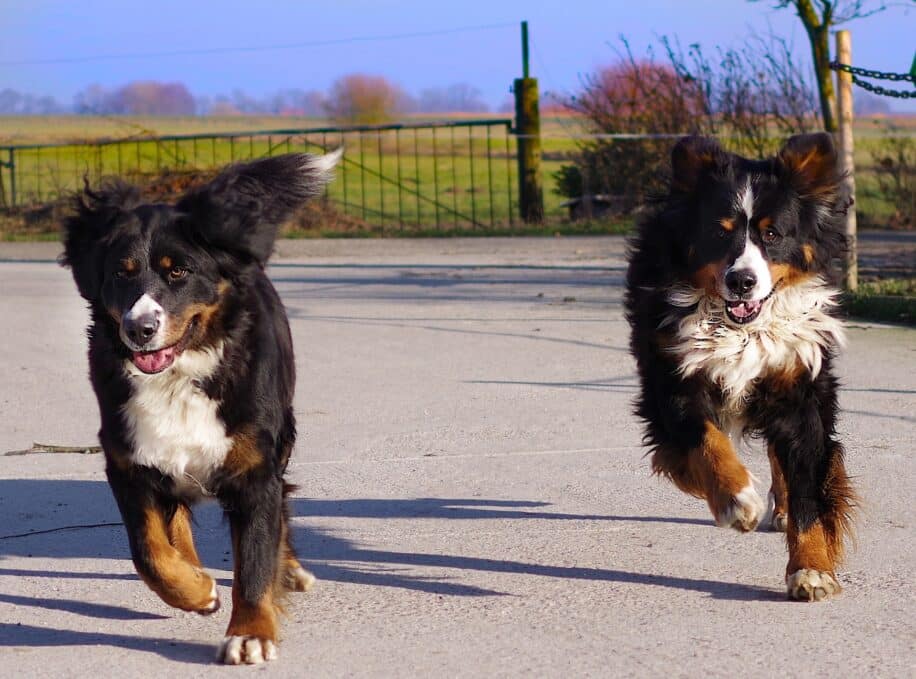 clone animaux compagnie