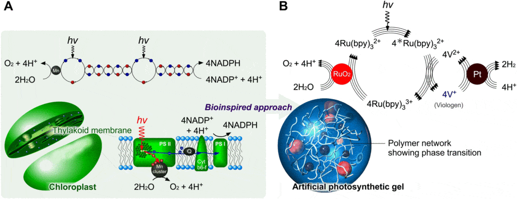 hydrogel photosynthese