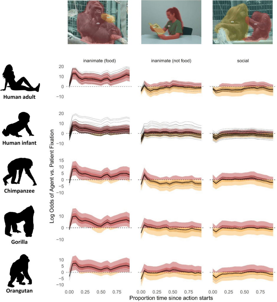 langage grands singes