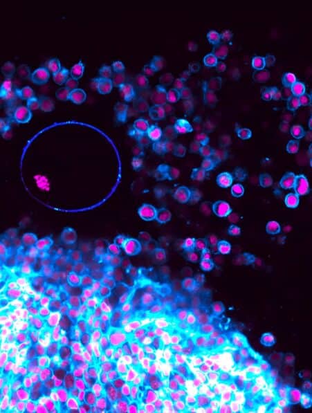 observation detaillee processus ovulation complet premiere couv