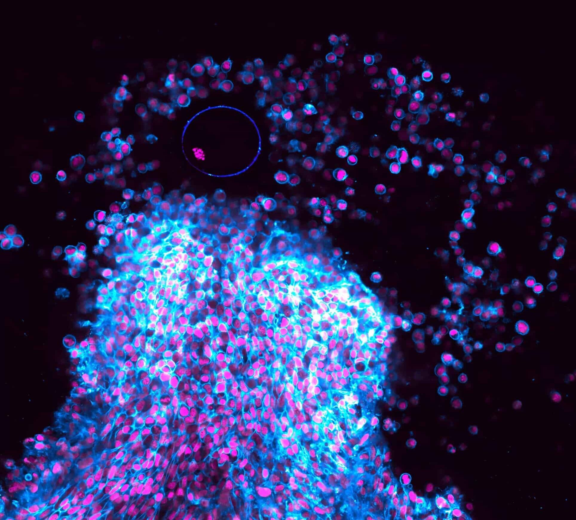 ovule fraichement ovule follicule