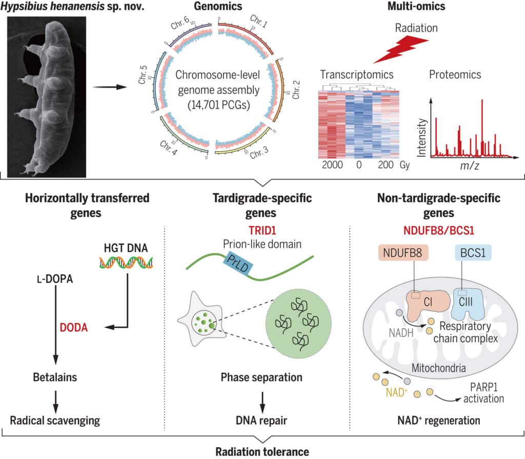 tardigrade radiation