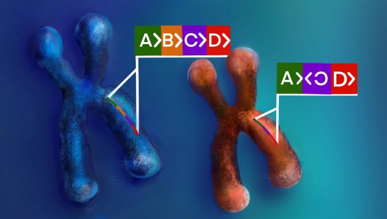 variation structurelle complexe