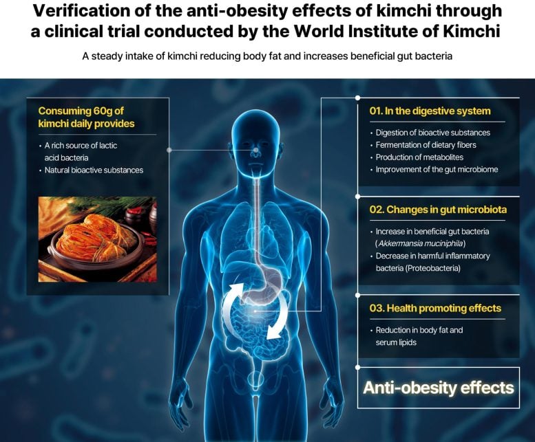 Diagram of Anti Obesity Effects of Kimchi