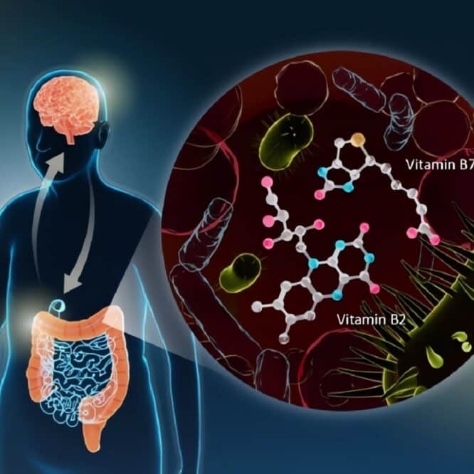 La connexion intestin cerveau pourrait conduire à un traitement simple et efficace de la maladie de Parkinson suggère une étude