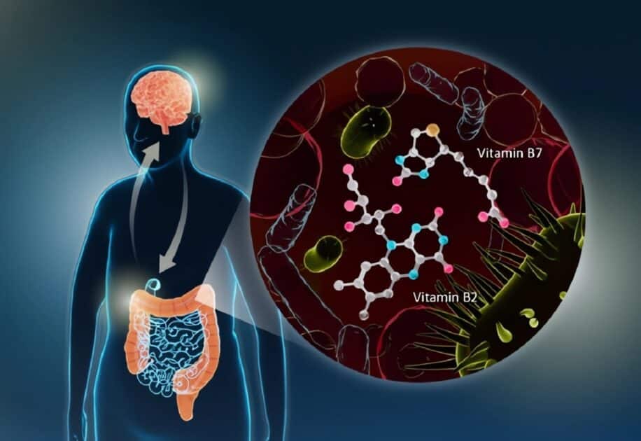 La connexion intestin cerveau pourrait conduire à un traitement simple et efficace de la maladie de Parkinson suggère une étude