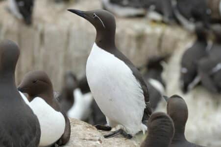 Le réchauffement des océans a provoqué une extinction massive d oiseaux de mer une situation sans précédent