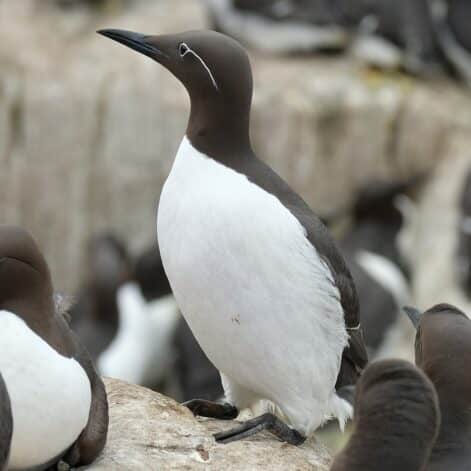 Le réchauffement des océans a provoqué une extinction massive d oiseaux de mer une situation sans précédent