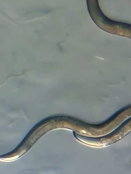 Tchernobyl des vers microscopiques se montrent résistants aux radiations en modifiant leur ADN couv