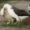 haut 74 ans plus vieil oiseau monde a pondu oeuf couv