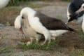 haut 74 ans plus vieil oiseau monde a pondu oeuf couv