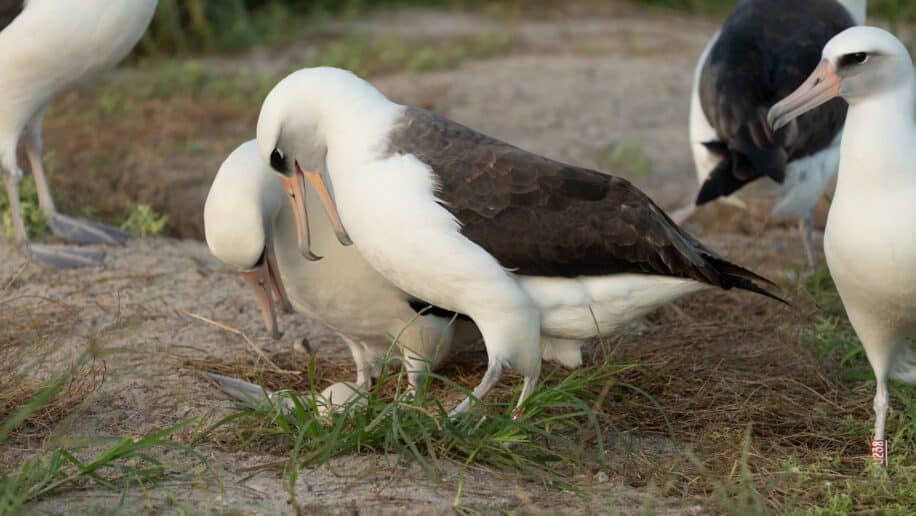 haut 74 ans plus vieil oiseau monde a pondu oeuf couv