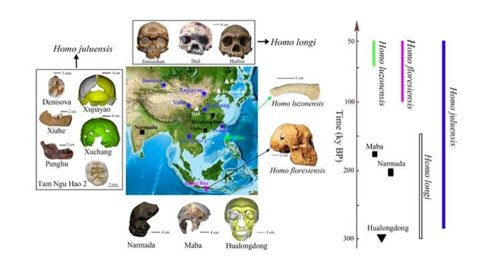 homo juluensis