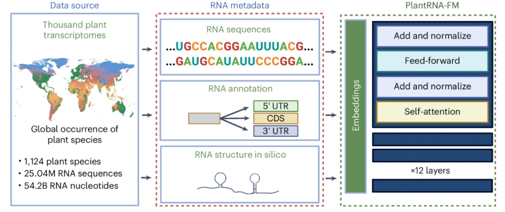 plant RNA modele