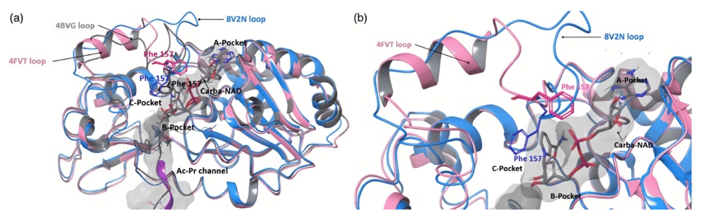 Alignement structurel montrant les changements de conformation dans la région de la boucle SIRT3 au cours du cycle catalytique