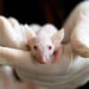 scientifiques ont fait developper souris issues deux peres couv