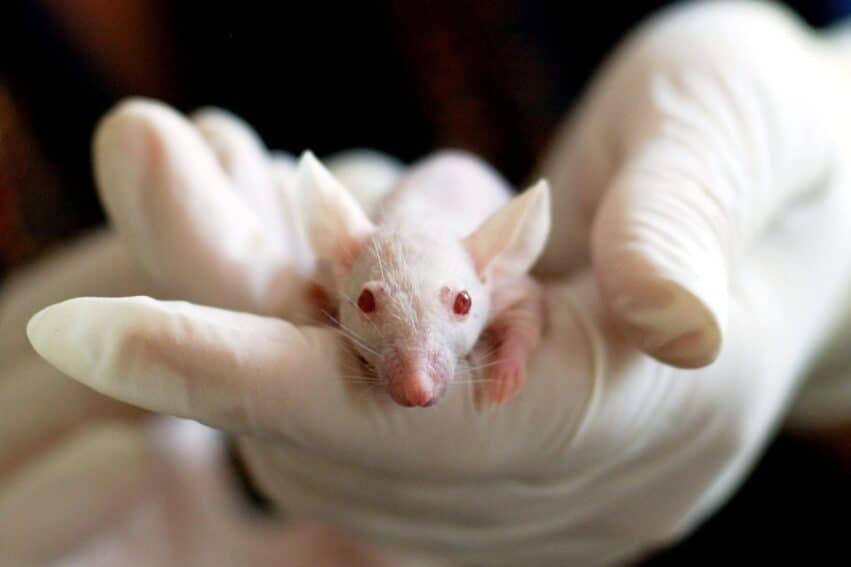 scientifiques ont fait developper souris issues deux peres couv